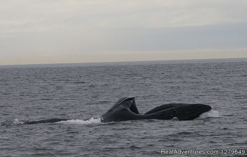 Sooke Whale Watching | Image #15/19 | 