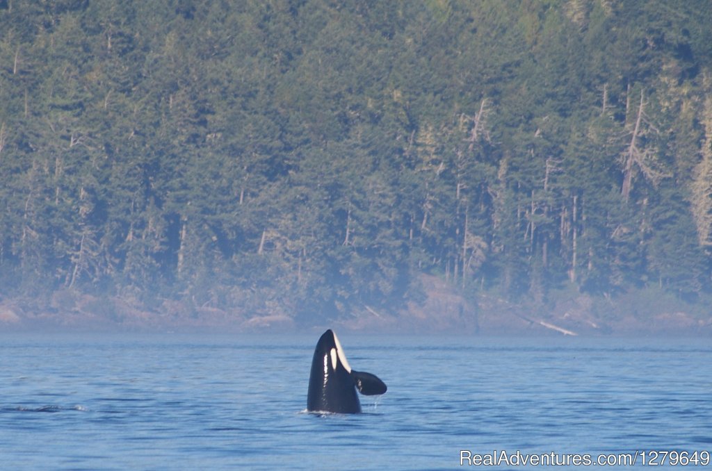 Sooke Whale Watching | Image #18/19 | 
