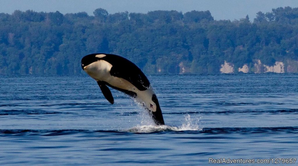 Breaching Juvenile Orca | BC Whale Tours | Victoria, British Columbia  | Eco Tours | Image #1/7 | 