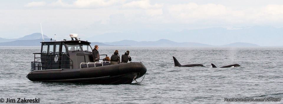 Vessel & whales | BC Whale Tours | Image #3/7 | 