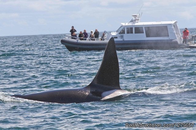 LUNA with orca | BC Whale Tours | Image #5/7 | 
