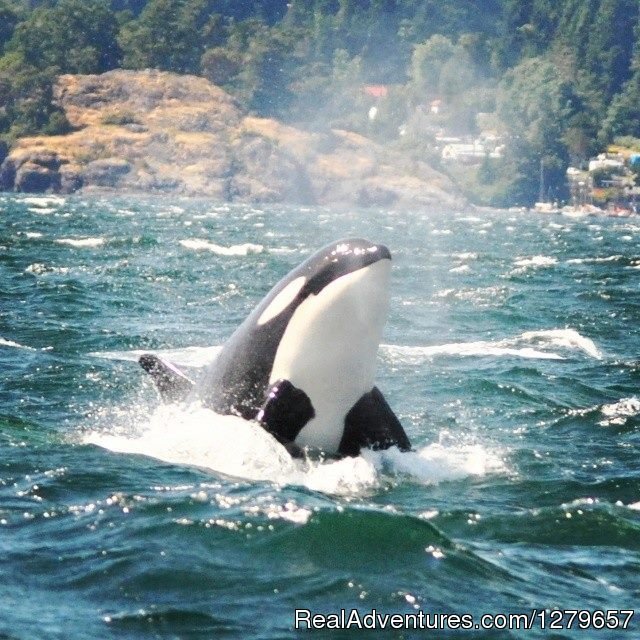 Orca spy hop | BC Whale Tours | Image #7/7 | 