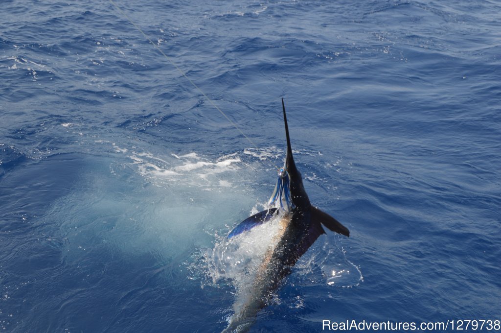 Tuna Wahoo Fishing Charters | Image #10/14 | 