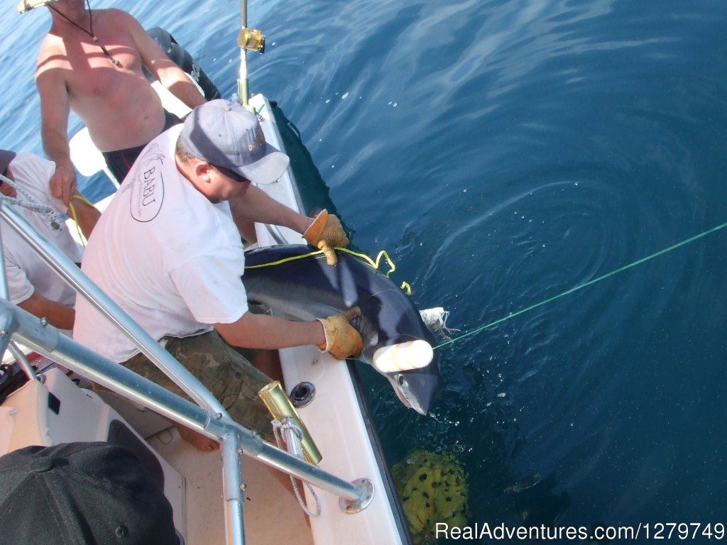 Mako | Babu Sport Fishing Charters | Brigantine, New Jersey  | Fishing Trips | Image #1/3 | 