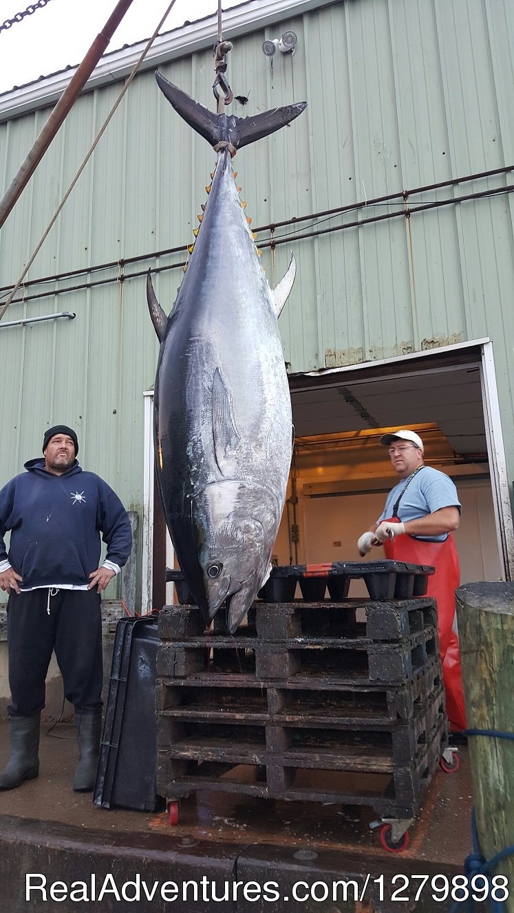 Giant Tuna | Catch Giant Bluefin Tuna, Sweet Dream Sportfishing | Image #2/7 | 
