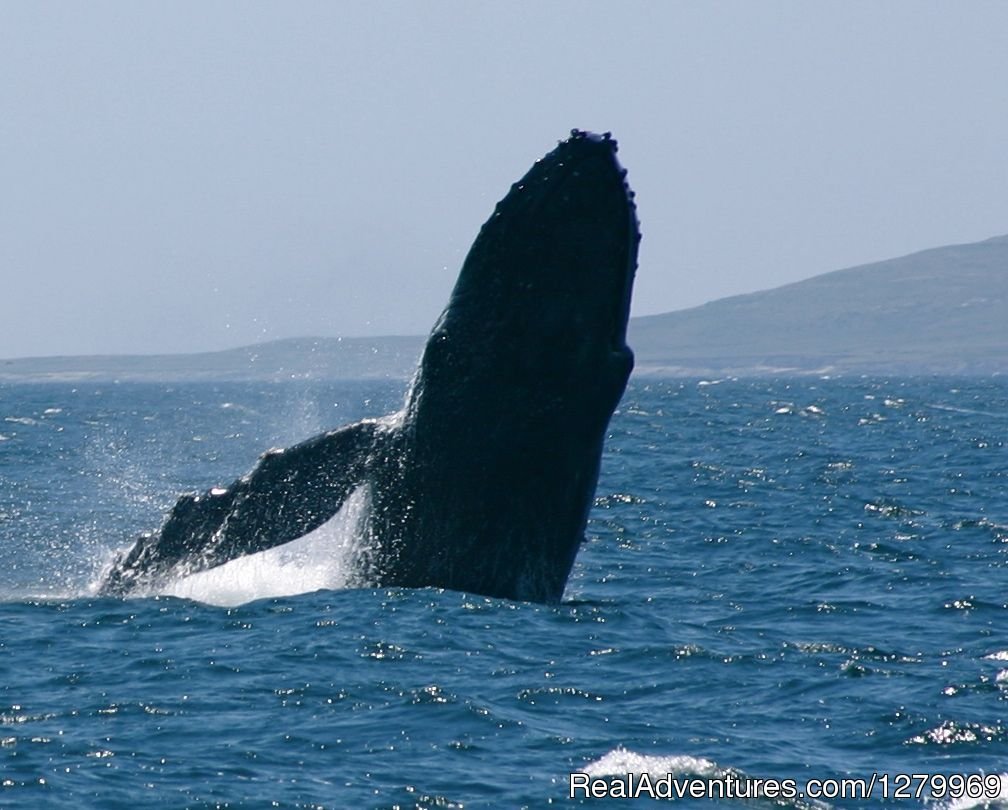 Humpback whale breaching | Sail Channel Islands | Image #4/22 | 