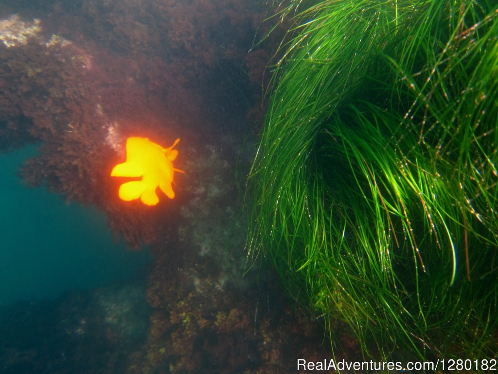 Garibaldi by the Sea Cavern | Scuba San Diego | San Diego, California  | Scuba Diving & Snorkeling | Image #1/2 | 