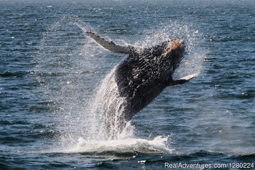 Newport Beach Whale Watching | Image #3/8 | 