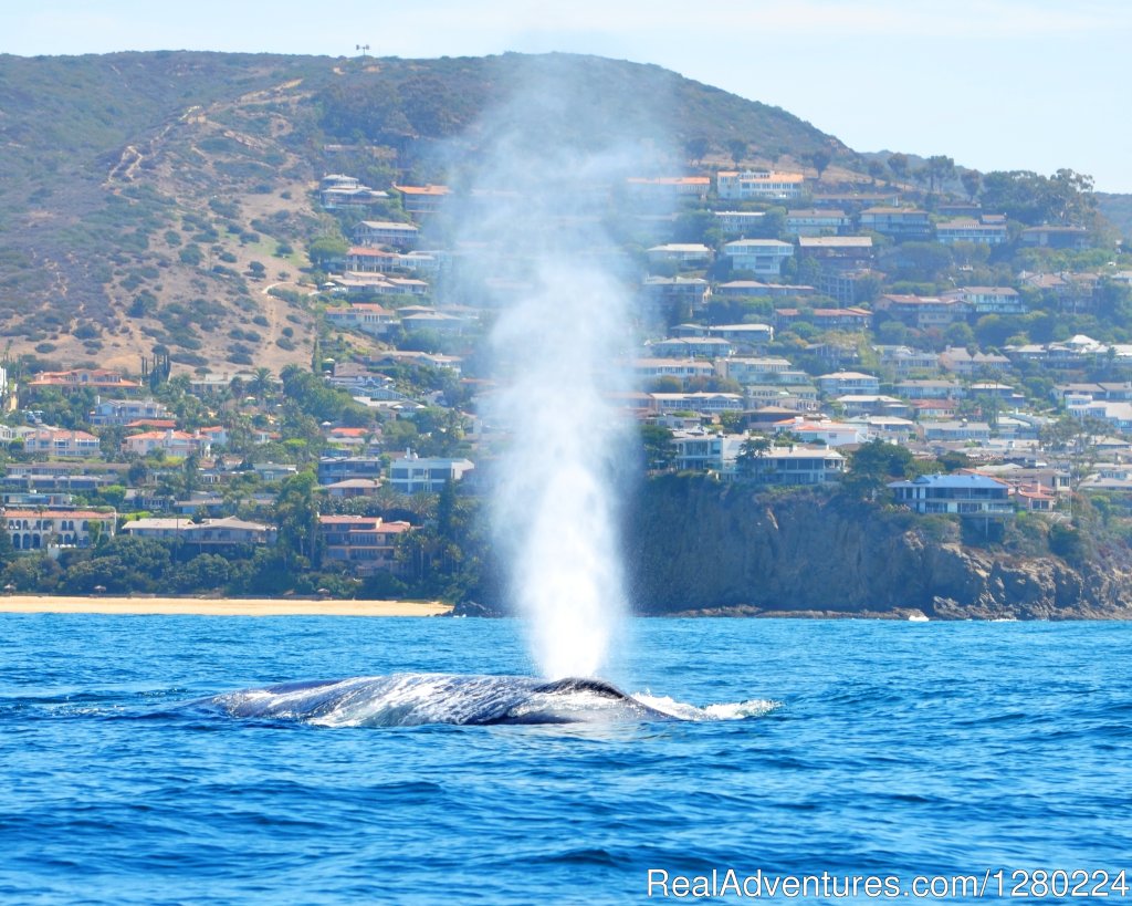 Newport Beach Whale Watching | Image #4/8 | 
