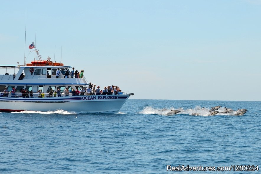 Newport Beach Whale Watching | Image #5/8 | 