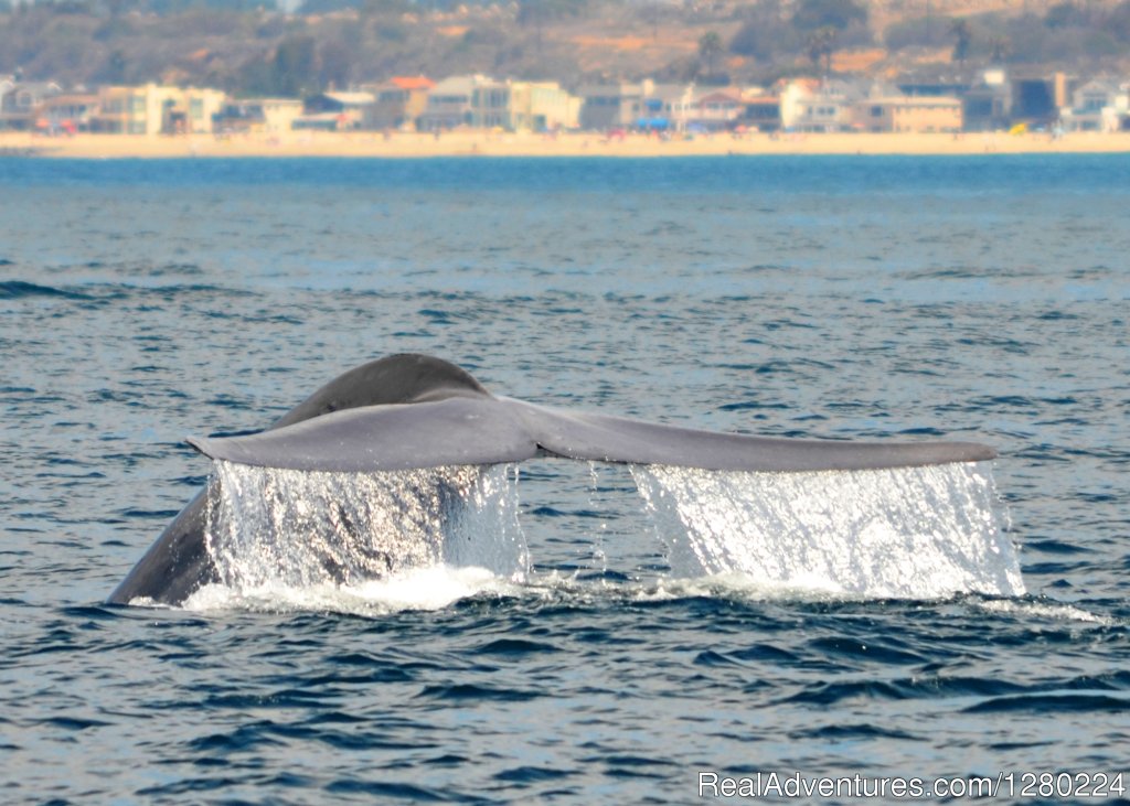 Newport Beach Whale Watching | Image #8/8 | 