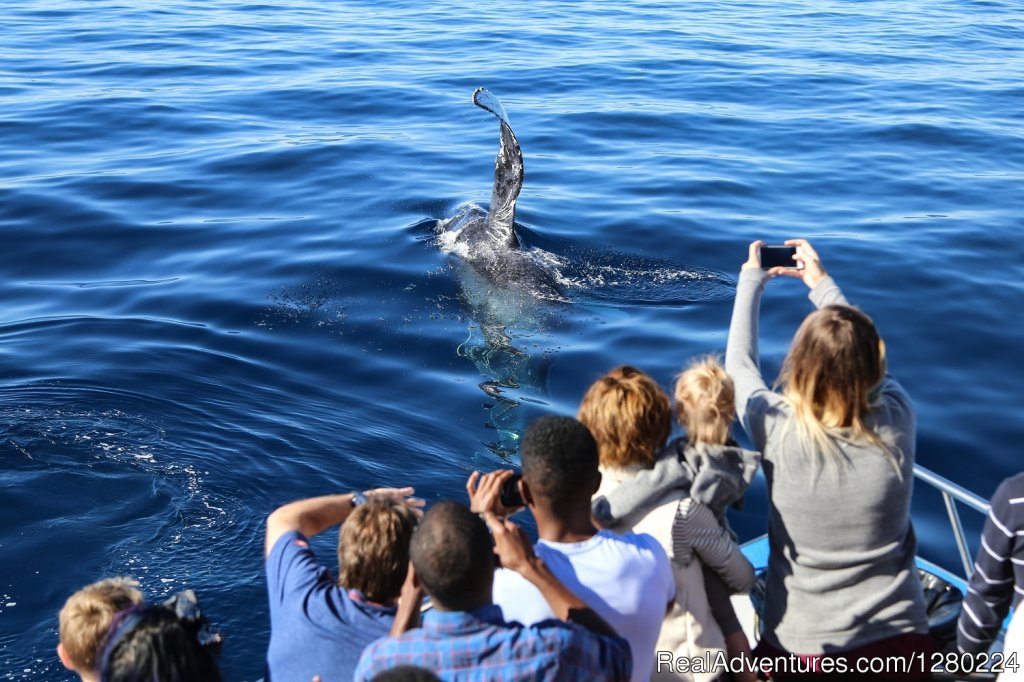 Humpback Whale On Whale Watching Cruise | Newport Beach Whale Watching | Image #2/8 | 
