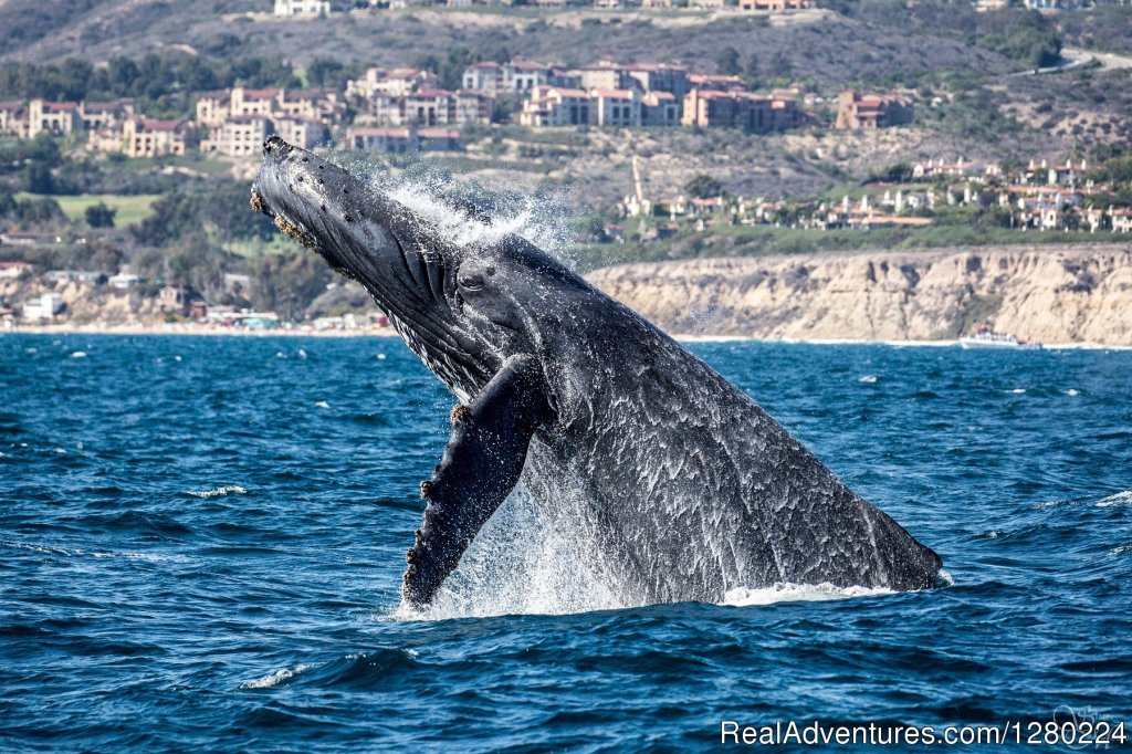 Humpback Whale Off Laguna Beach | Newport Beach Whale Watching | Newport Beach, California  | Sight-Seeing Tours | Image #1/8 | 