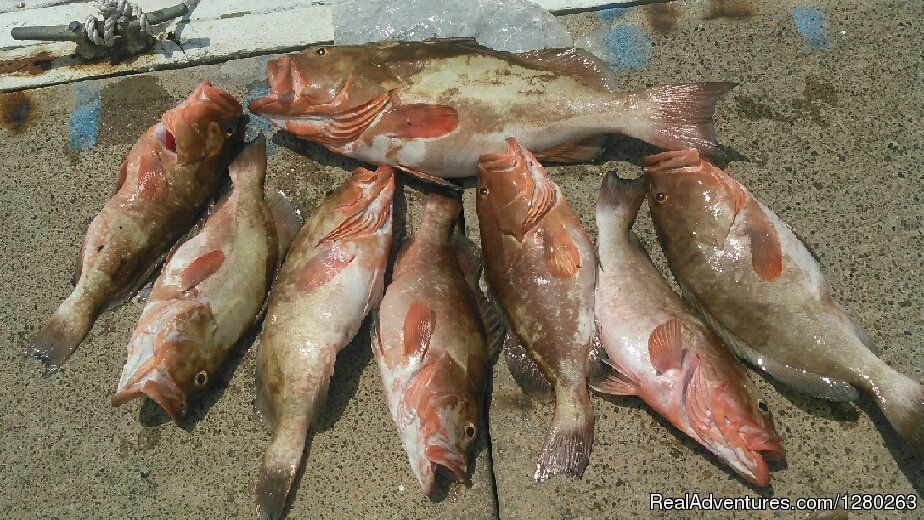 Spanish Mackerel And Sea Trout | Florida Fishing Charters | Palmetto, Florida  | Fishing Trips | Image #1/14 | 