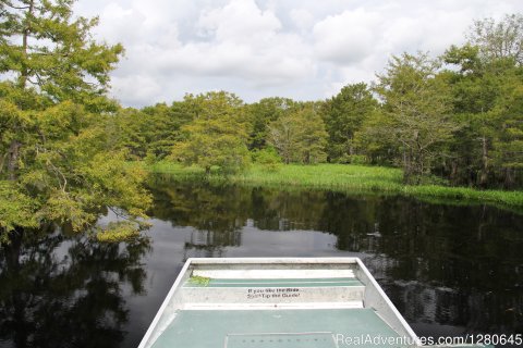 Cypress Trees Area | Image #3/15 | Midway Airboat Rides on St. Johns River