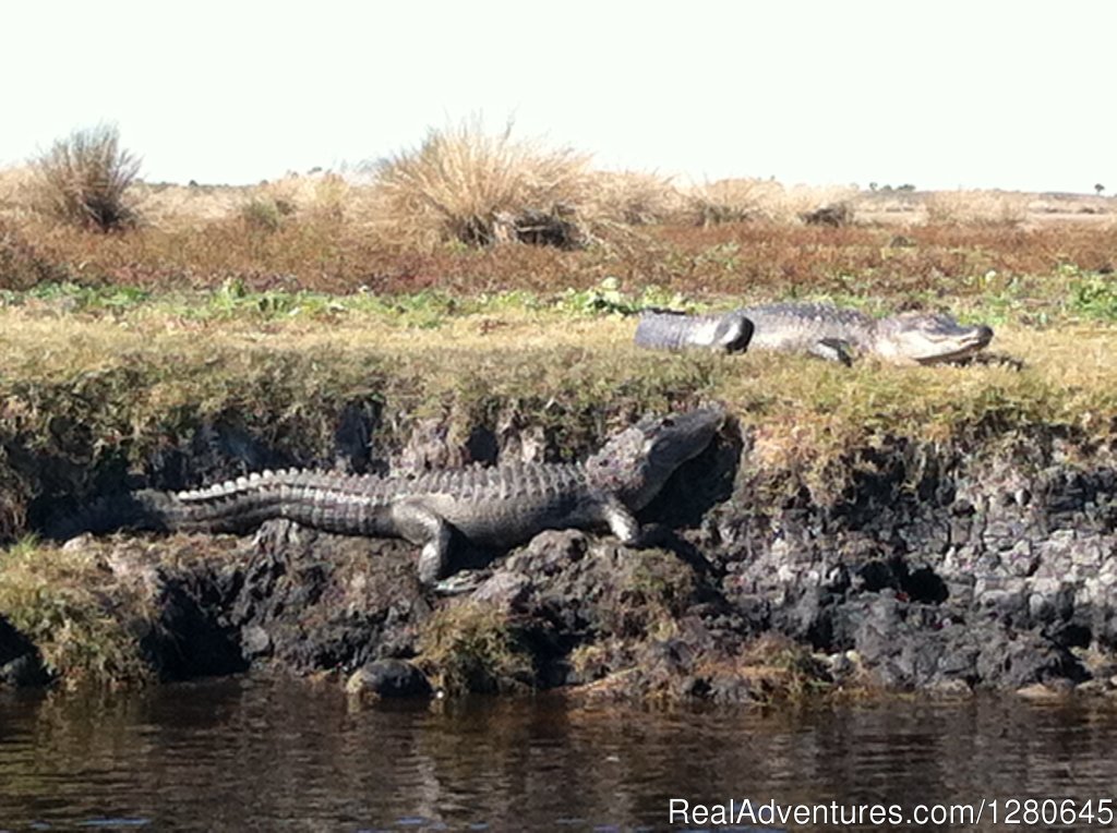 Midway Airboat Rides on St. Johns River | Image #12/15 | 