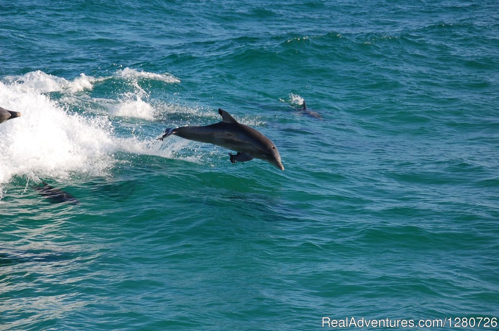 Playful Dolphin Surf in our Wake | Sea Screamer | Image #2/6 | 
