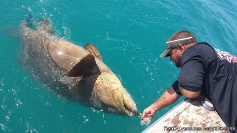 Fired Up Charters Goliath Grouper | Image #9/13 | Fired Up Fishing Charters