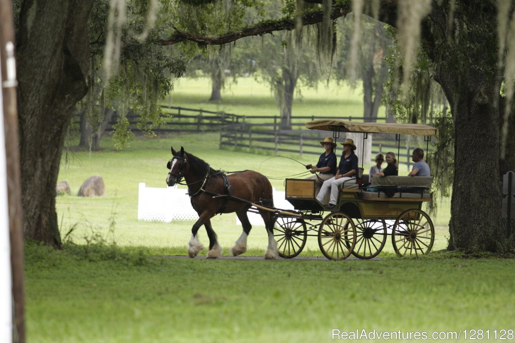 Carriage rides and lessons available | Grand Oaks Resort | Image #6/20 | 
