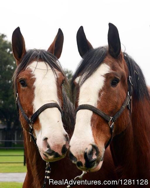 Bud & Weiser-two of the Resort resident Clydesdales | Grand Oaks Resort | Image #14/20 | 
