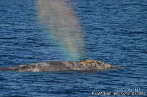 San Diego Whale Watch | San Diego, California