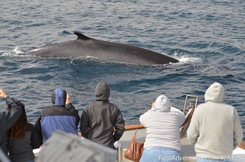 Fin whale | Image #2/7 | San Diego Whale Watch
