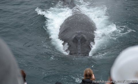 Approaching the boat | Image #6/7 | San Diego Whale Watch