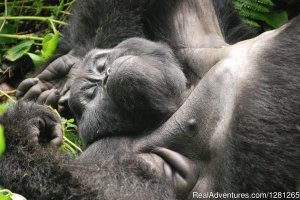 Gorilla treks Uganda and Rwanda