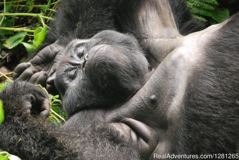 Gorilla Trek | Gorilla treks Uganda and Rwanda | Bweyogerere, Uganda | Hiking & Trekking | Image #1/8 | 
