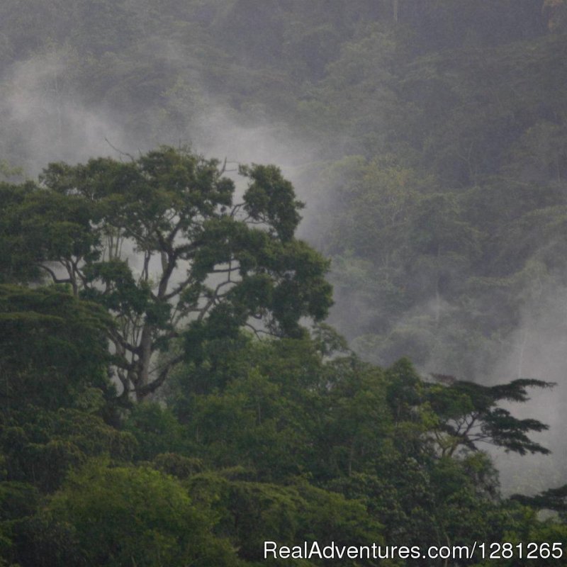 Views of the Impenetrable forest | Gorilla treks Uganda and Rwanda | Image #3/8 | 