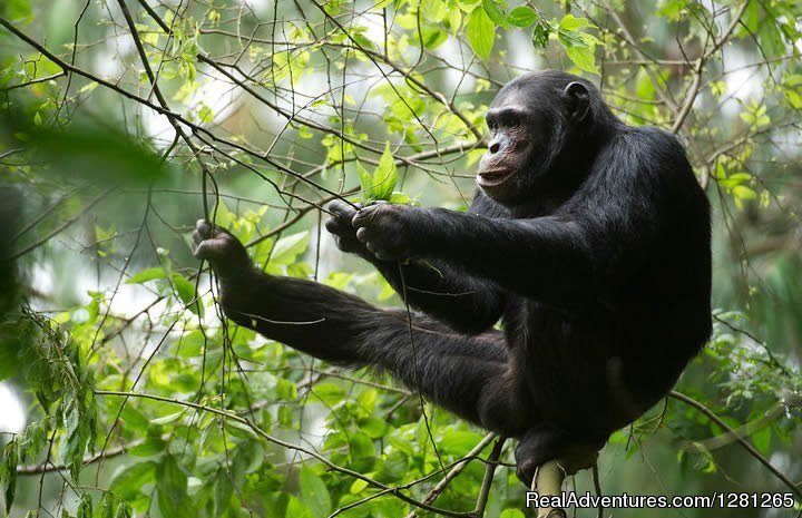 Chimpanzee trekking at Kibale Forest | Gorilla treks Uganda and Rwanda | Image #4/8 | 