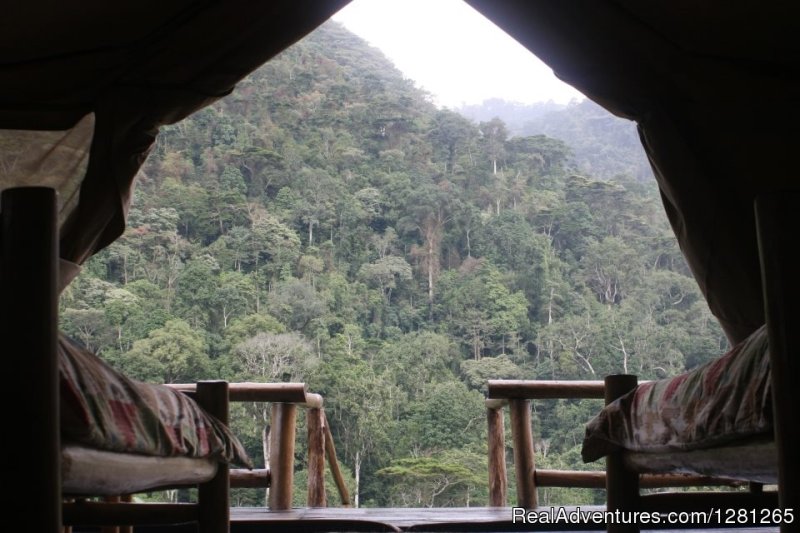 Misty forest views from the room | Gorilla treks Uganda and Rwanda | Image #6/8 | 