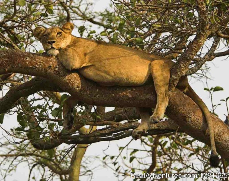 Tree climbing Lions at Ishasha | Gorilla treks Uganda and Rwanda | Image #8/8 | 
