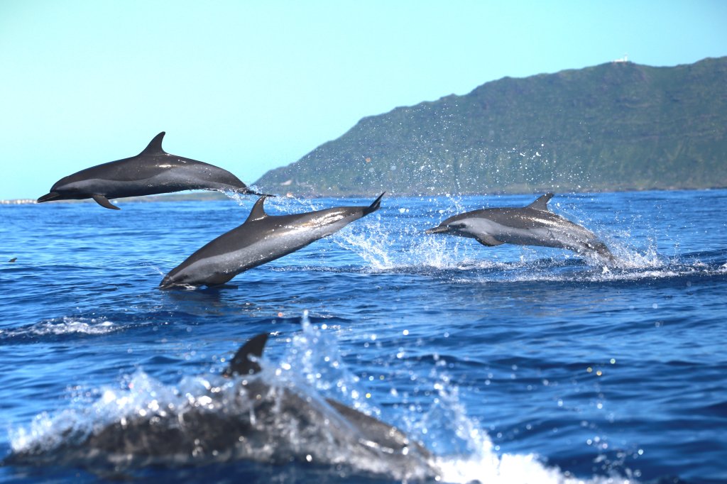 Whale Watching, Swimming With Dolphins, Snorkeling | Image #2/7 | 