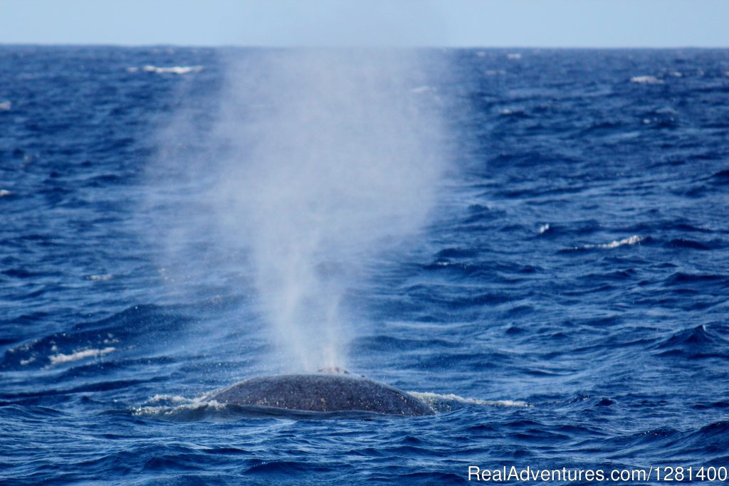 Thar she blows | Whale Watching, Swimming With Dolphins, Snorkeling | Image #5/7 | 