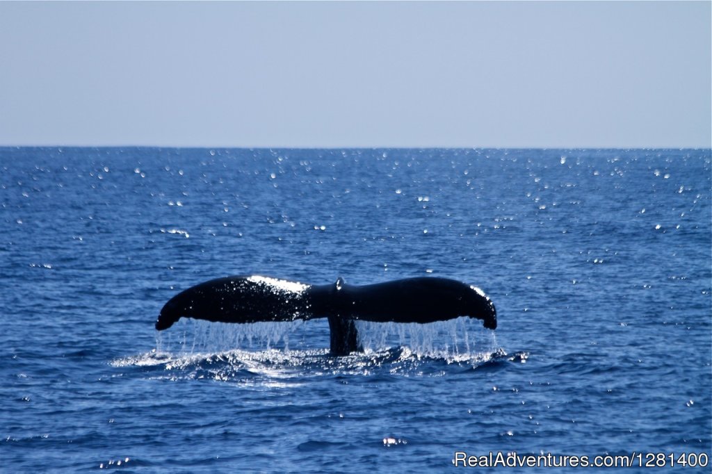 Hawaii's best whale watching | Whale Watching, Swimming With Dolphins, Snorkeling | Image #6/7 | 