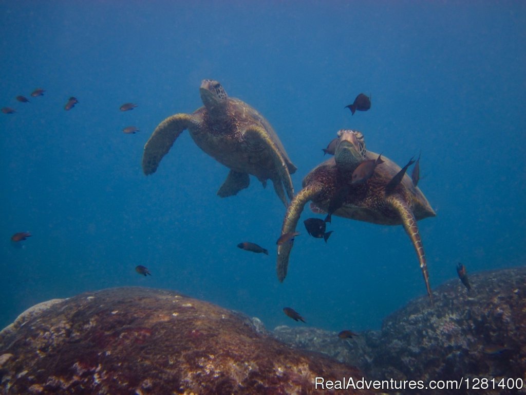 Snorkeling with green sea turtles | Whale Watching, Swimming With Dolphins, Snorkeling | Image #7/7 | 
