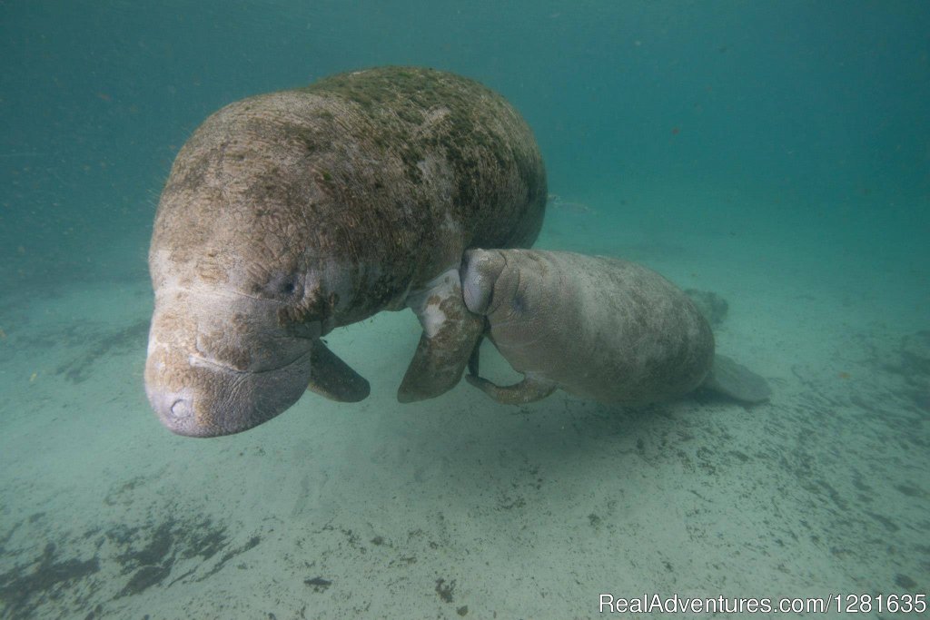 Baby Manatee suckling from Mama manatee | Scuba Lessons Inc | Image #8/8 | 