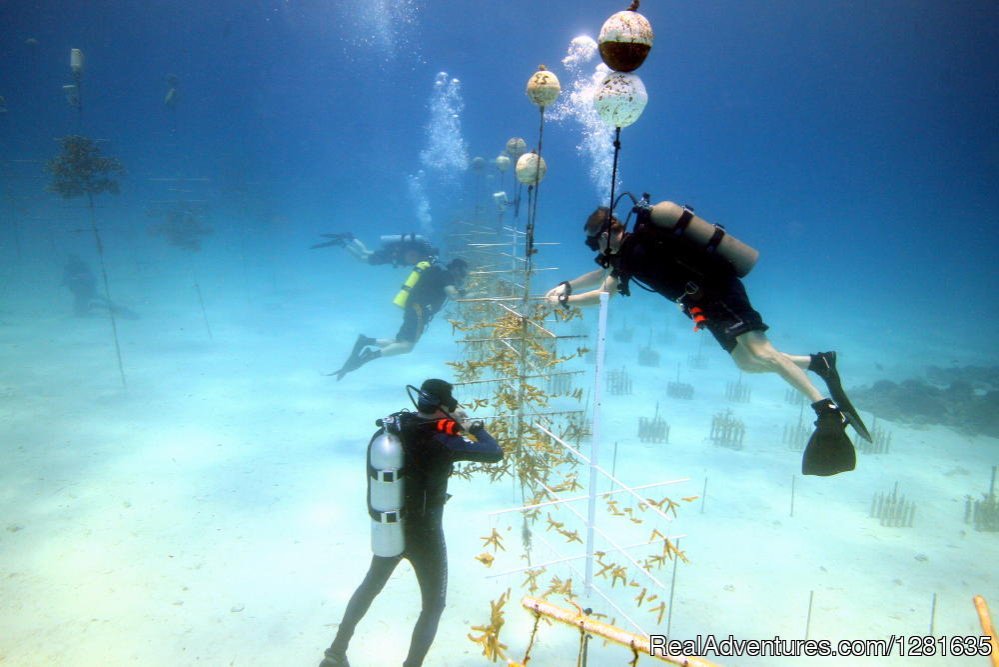 Coral Restoration Conservation Work in Taviner, Florida | Scuba Lessons Inc | Image #5/8 | 