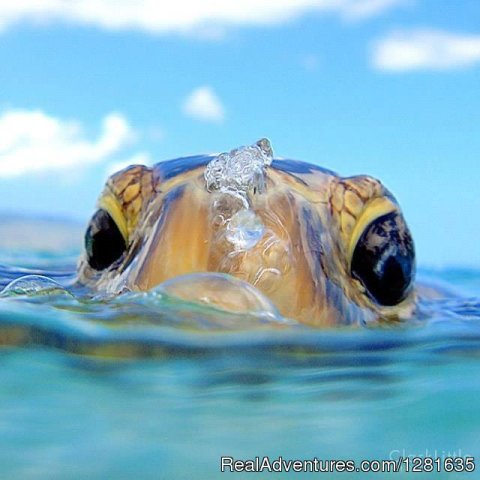 A turtle coming up for air in West Palm Beach, Florida