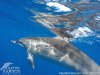 Dolphin Journeys | Kailua Kona, Hawaii