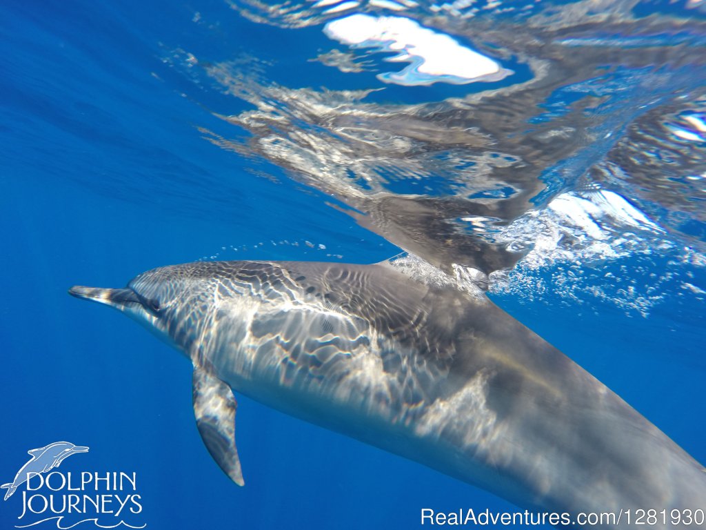 Dolphin Journeys | Kailua Kona, Hawaii  | Scuba Diving & Snorkeling | Image #1/3 | 