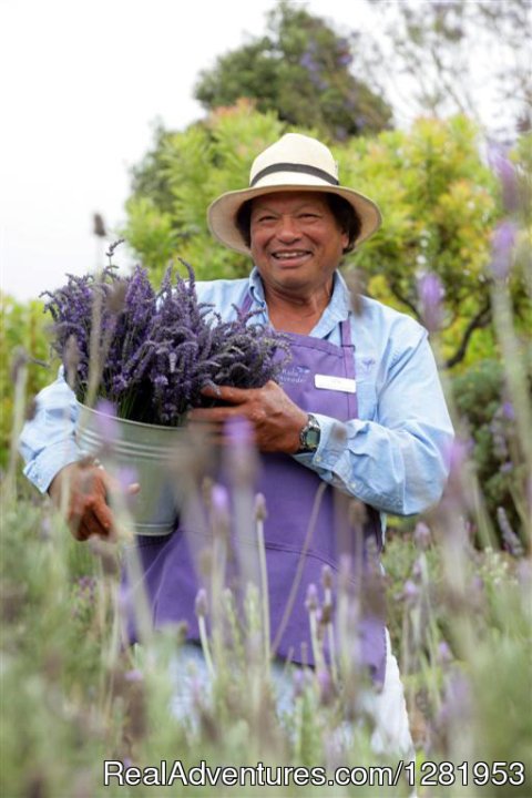 In the Upcountry region of Maui, nestled on the slopes of Haleakala (House of the Sun), is the mystical Ali`i Kula Lavender farm.
Relaxation, Rejuvenation and Renewal are all held in this magical place that the spirit calls home!