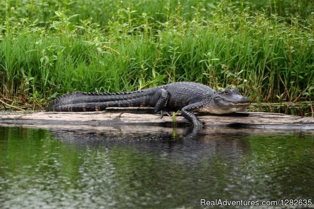 Happy to See You | Louisiana Tour Company | Image #3/5 | 