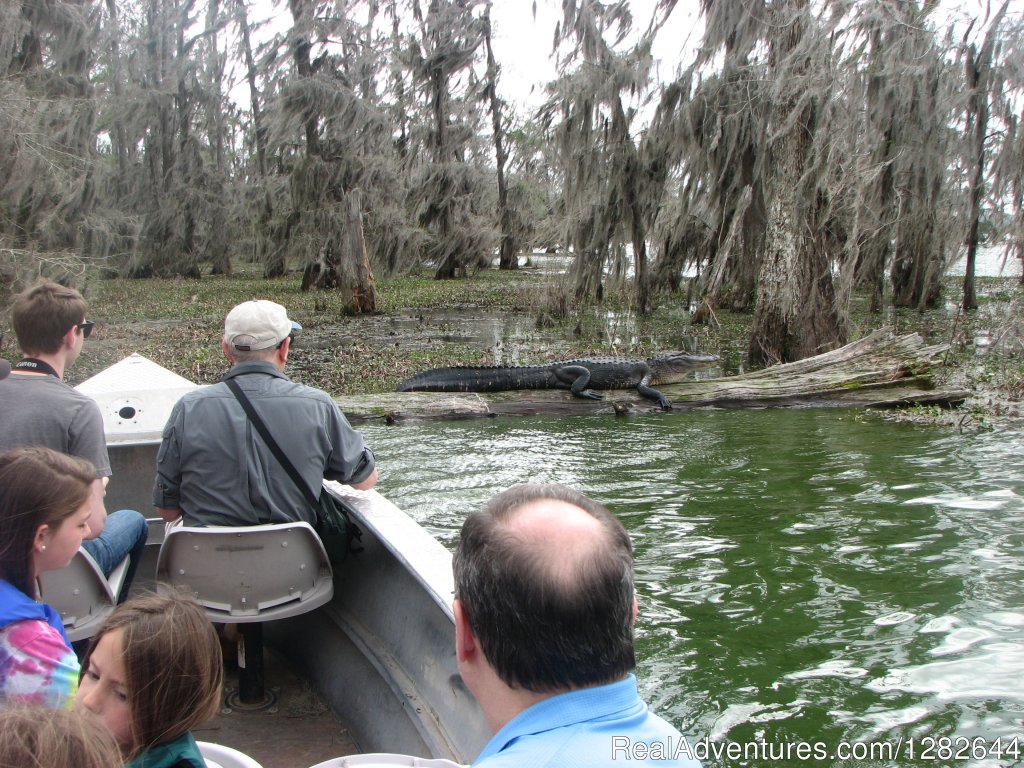 Eco-swamp tours at Cajun Country Swamp Tours | Image #2/14 | 