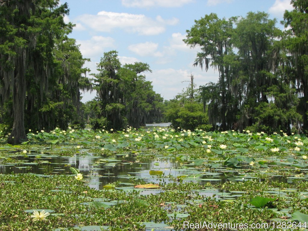 Eco-swamp tours at Cajun Country Swamp Tours | Image #13/14 | 