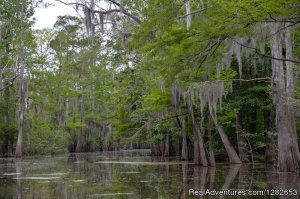The Last Wilderness Swamp Tours