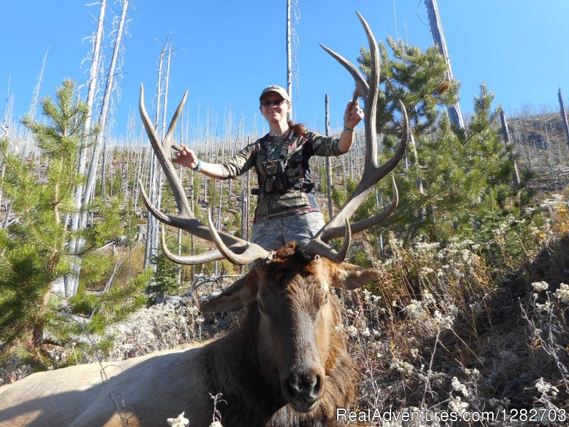 2015 Bull elk | Redbone Outfitting | Corvallis, Montana  | Hunting Trips | Image #1/5 | 