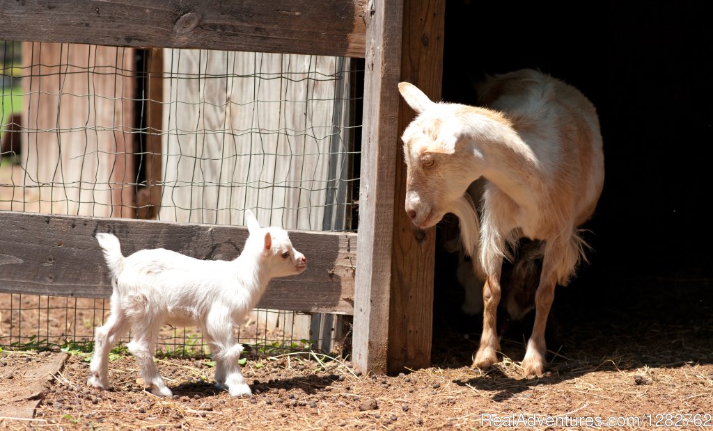 Mommy & Baby | Splendor Farms | Image #6/12 | 