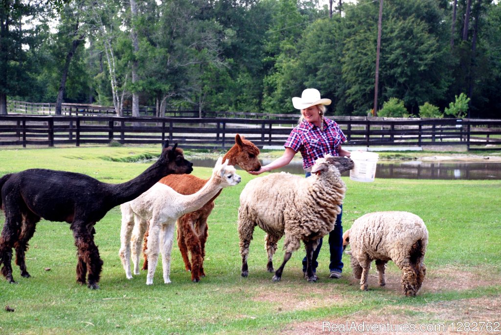 Your hostess Kelly Bensabat with her alpacas & sheep | Splendor Farms | Image #10/12 | 